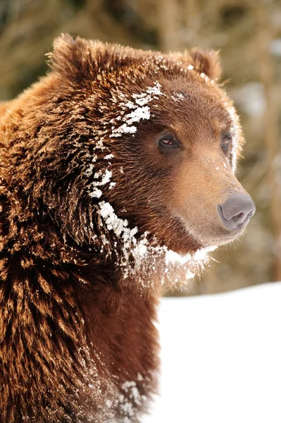 Wild brown bear — Stock Photo, Image