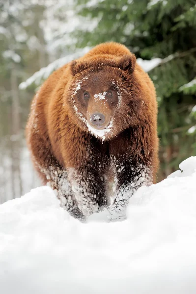 Wild bruine beer — Stockfoto