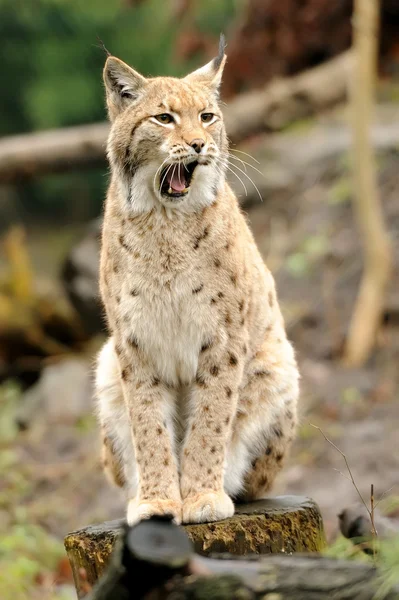 Jonge lynx — Stockfoto