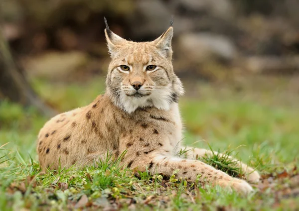 Lince joven — Foto de Stock