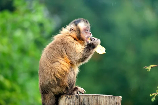 Macaco-prego — Fotografia de Stock