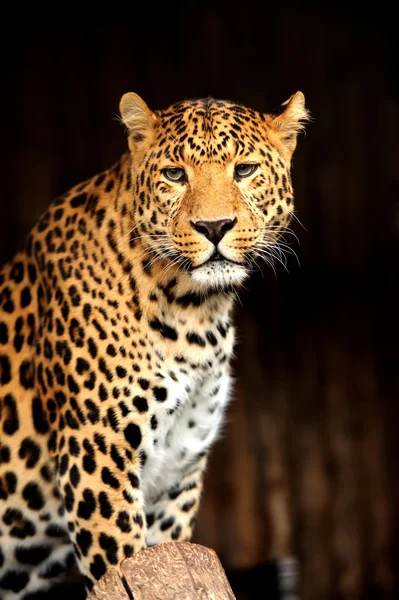 Leopard — Stockfoto