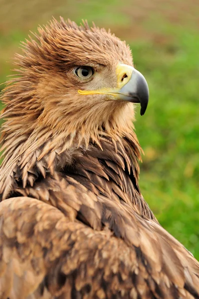 Águila en la hierba —  Fotos de Stock