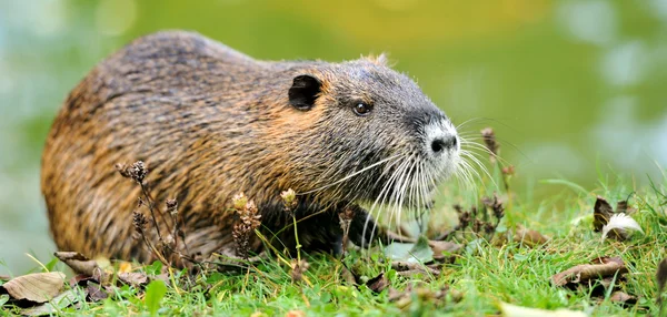 Coypu — Stock Photo, Image