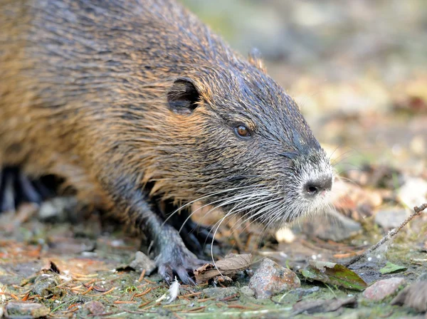 Coypu — Stok fotoğraf