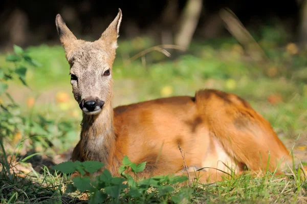 Deer — Stock Photo, Image