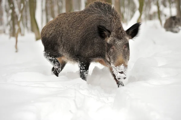 Wildschweine — Stockfoto