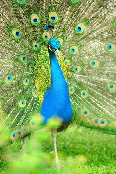 Schöner indischer Pfau — Stockfoto