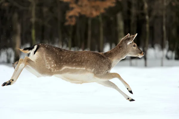 Dovhjort — Stockfoto