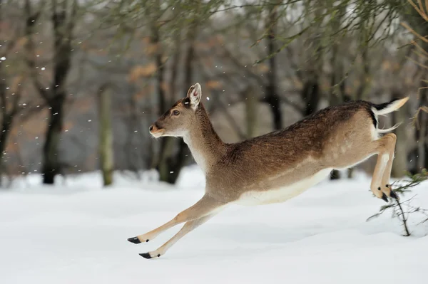 Fallow deer — Stock Photo, Image