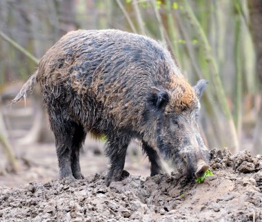 Yaban domuzu