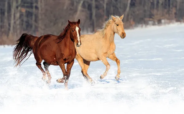 Pferd — Stockfoto