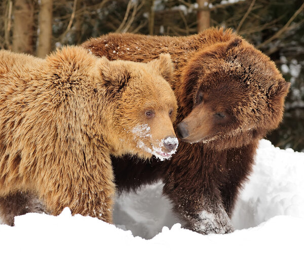 Бурый медведь
