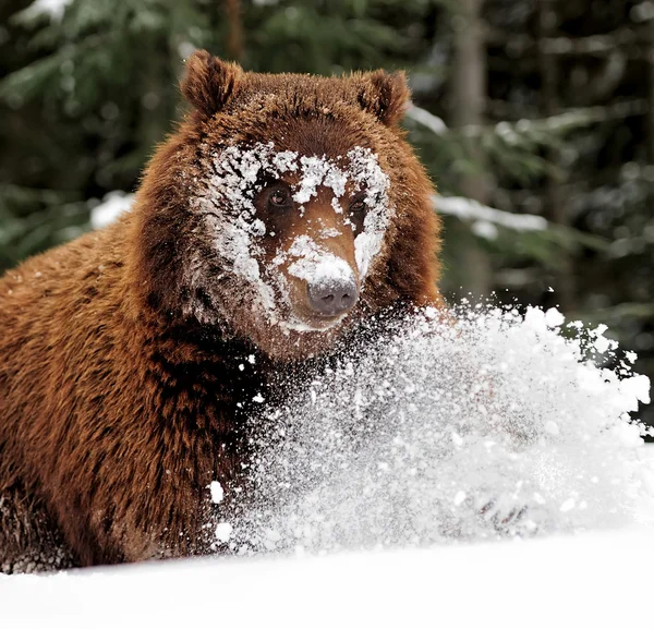 Urso — Fotografia de Stock