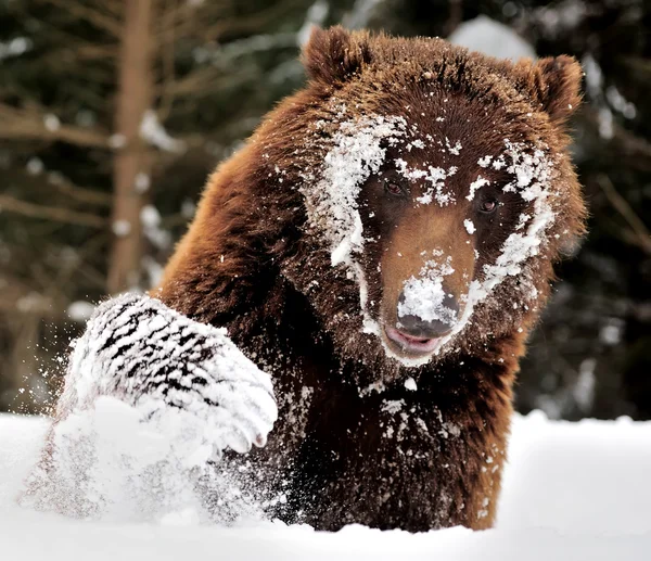 熊 — ストック写真