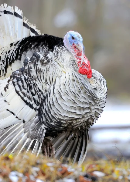 Turkey-cock — Stock Photo, Image