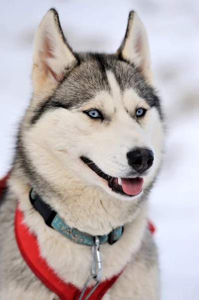 Siberiano Husky cão — Fotografia de Stock