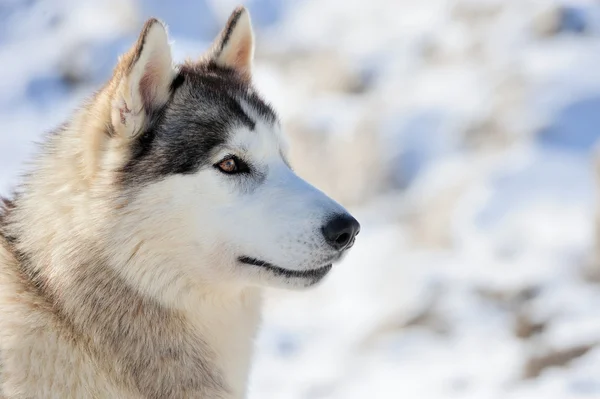 Siberische Husky hond — Stockfoto