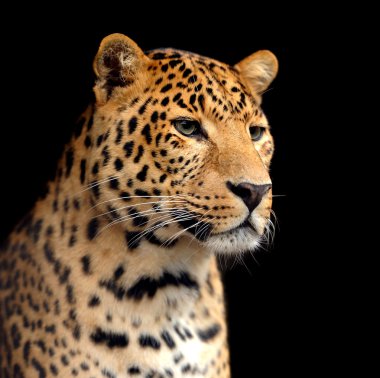 leopar