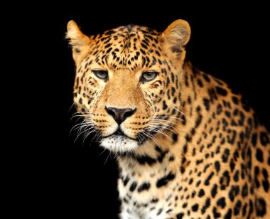 leopar