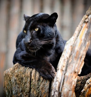 siyah leopar