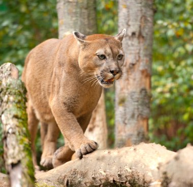 puma