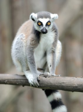 Genç ring-tailed Maki