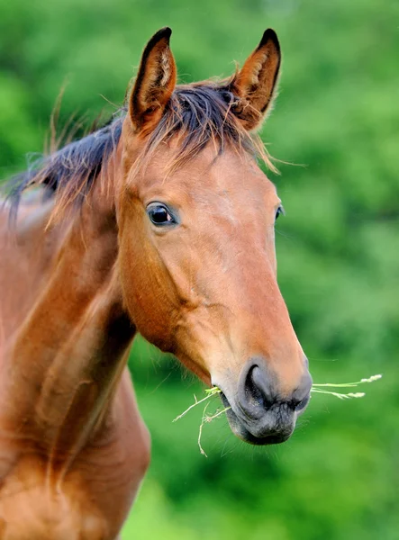 Koń — Zdjęcie stockowe