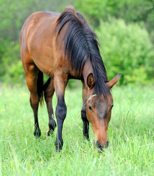 Horse — Stock Photo, Image