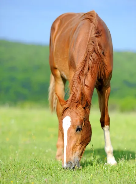 Pferd — Stockfoto