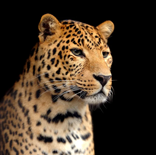 Leopard — Stockfoto