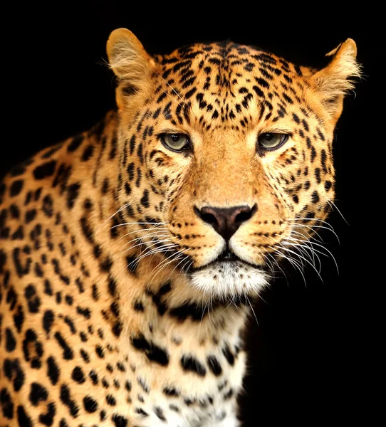 Leopard — Stockfoto