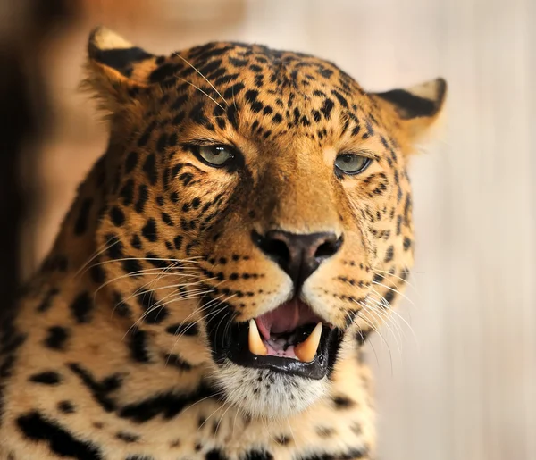 Leopard — Stockfoto