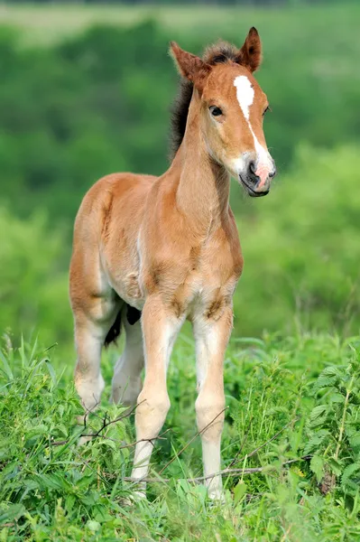 Cavalo na grama — Fotografia de Stock