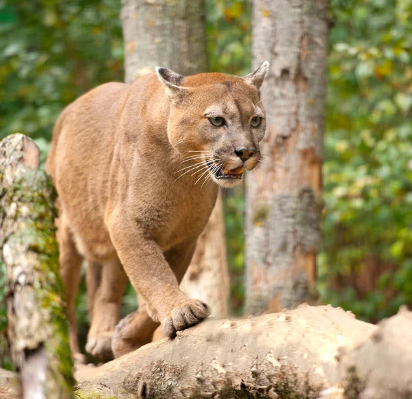 Cougar. — Fotografia de Stock