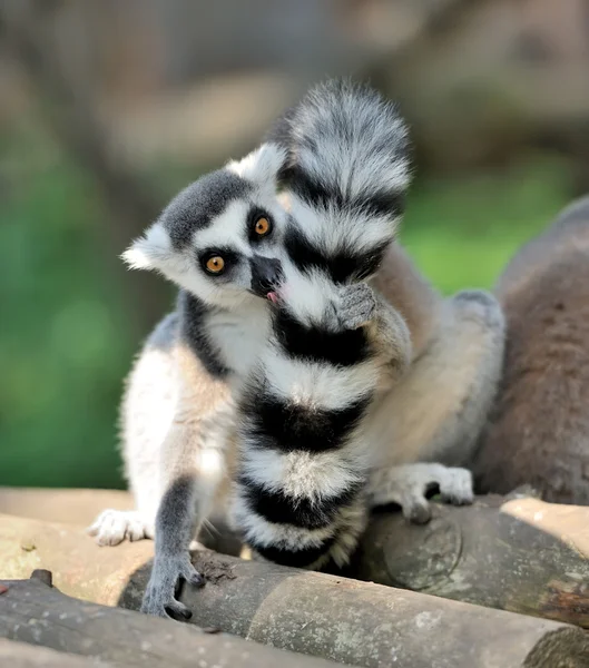 Unga ring-tailed lemur — Stockfoto