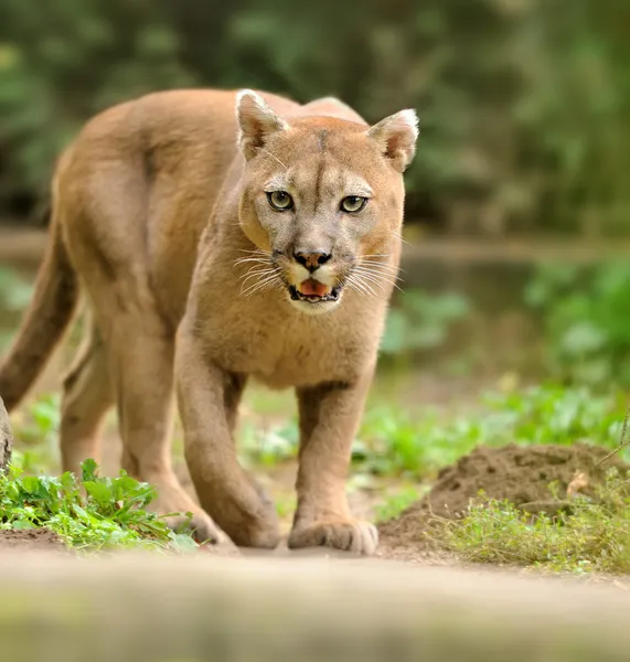 Cougar. — Fotografia de Stock