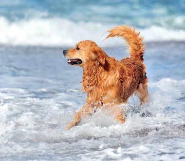 Genç golden retriever