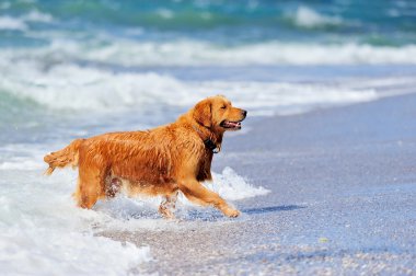 Genç golden retriever