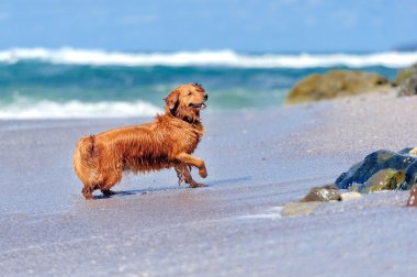 Genç golden retriever