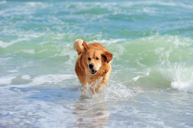 Genç golden retriever