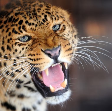 leopar