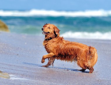 Genç golden retriever