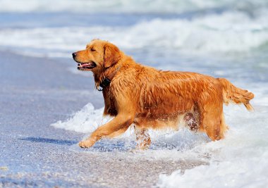 Genç golden retriever