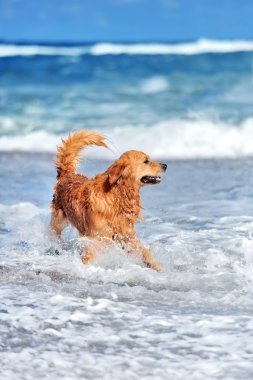 Genç golden retriever