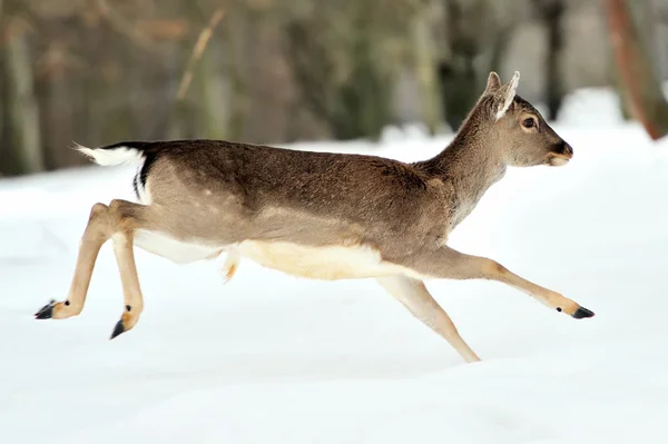 Dovhjort — Stockfoto