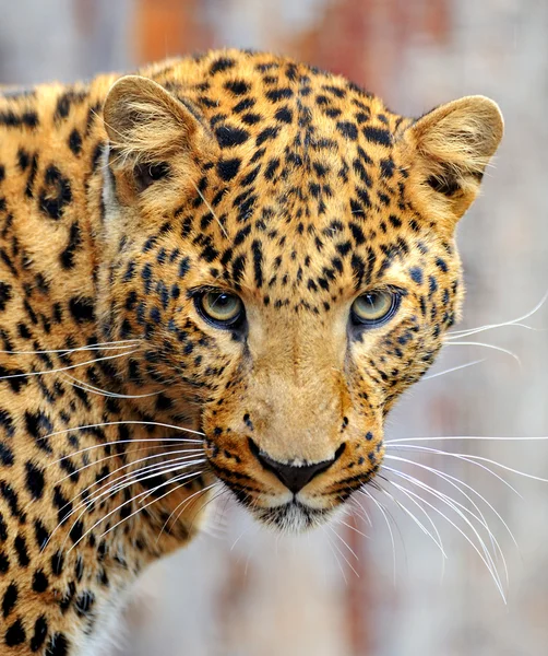 Leopard — Stockfoto