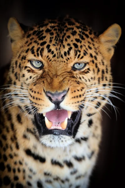 Leopardo — Foto de Stock