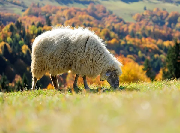 Schafe auf einem Feld — Stockfoto