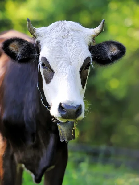 Retrato de vaca — Fotografia de Stock